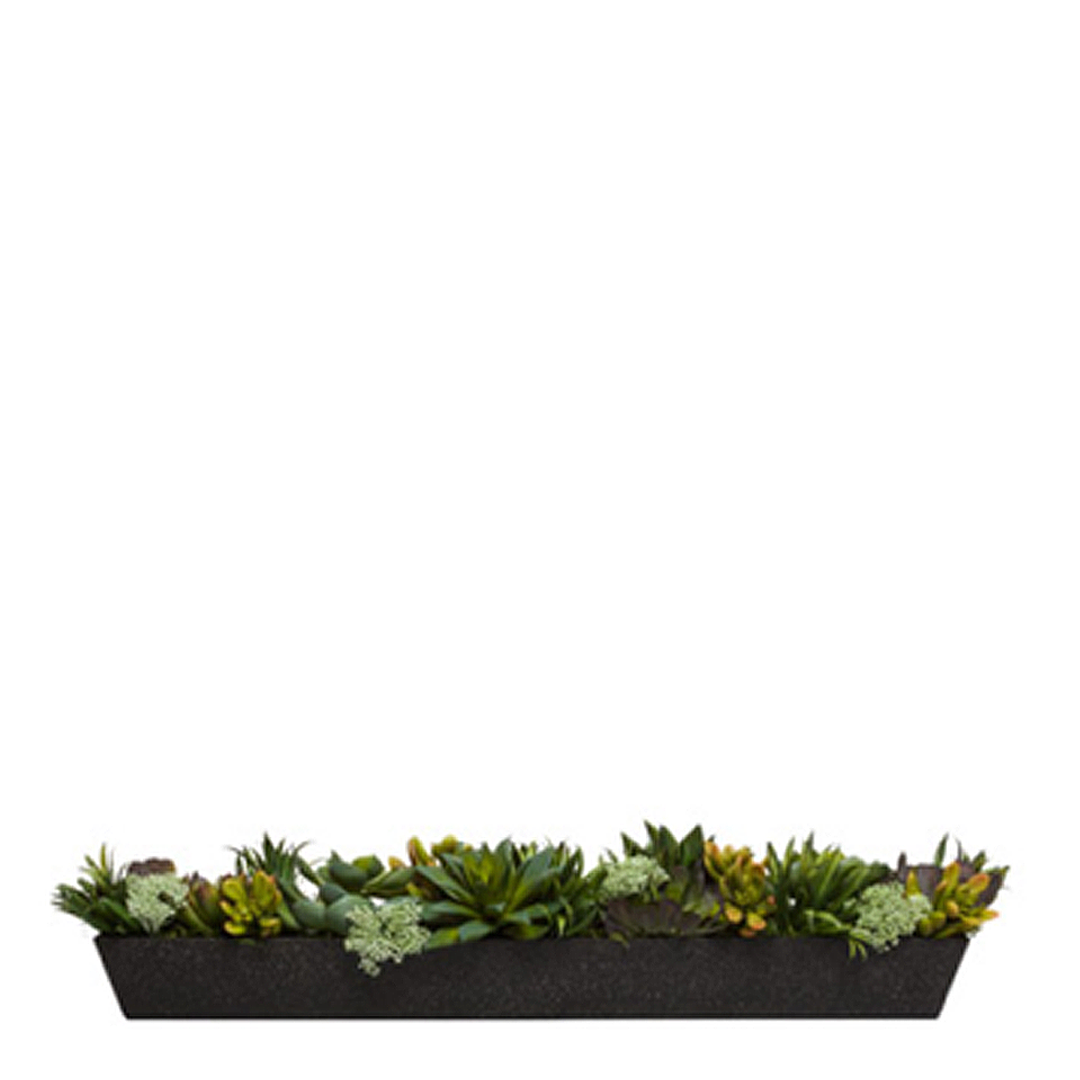 Succulent Mix