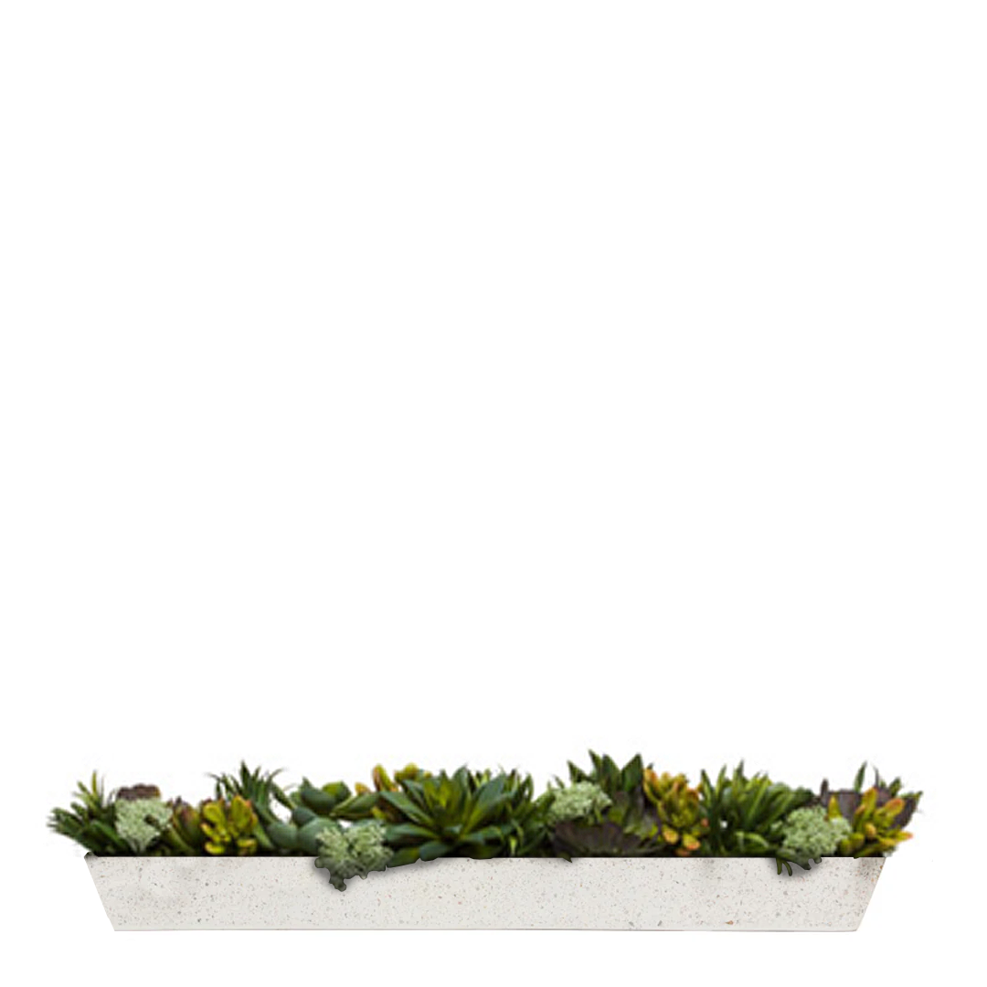 Succulent Mix