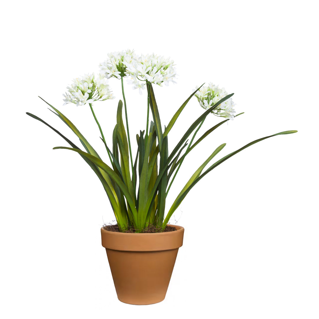 Agapanthus