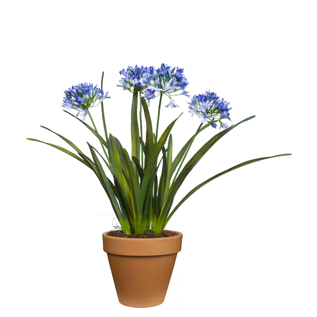 plant agapanthus in pots Agapanthus – Lux Art Silks