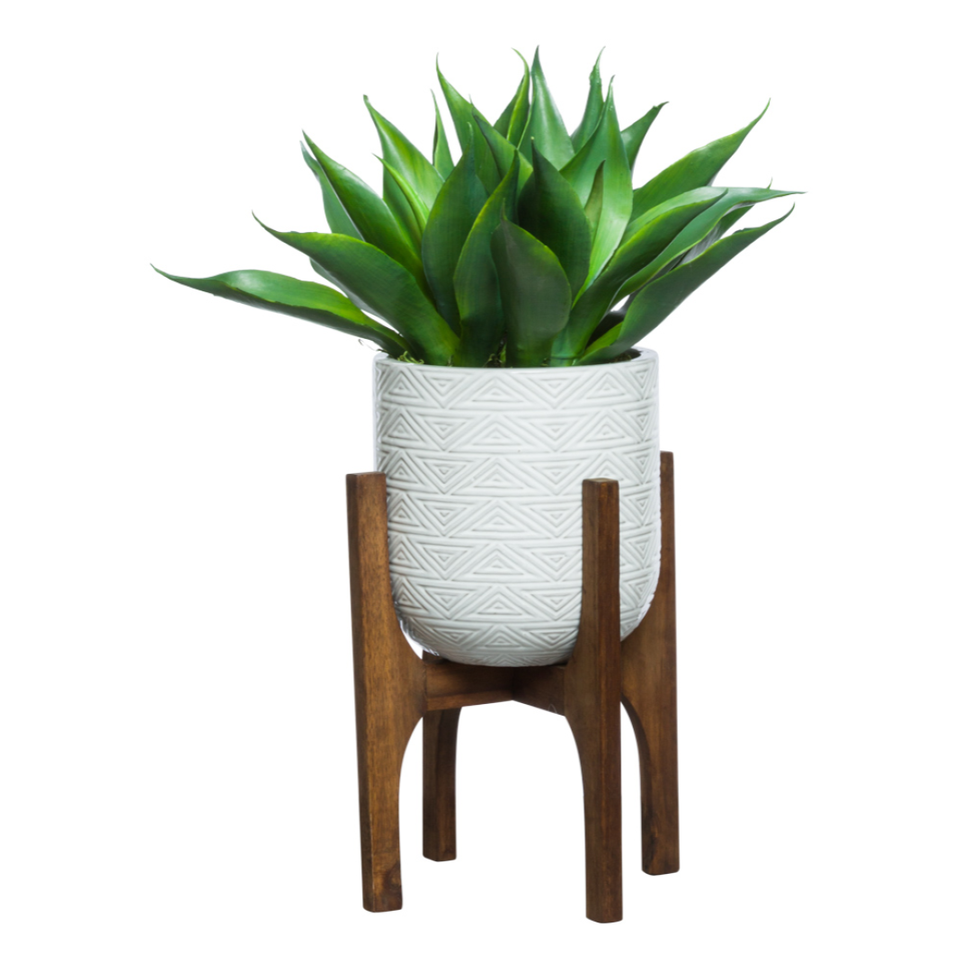 Agave