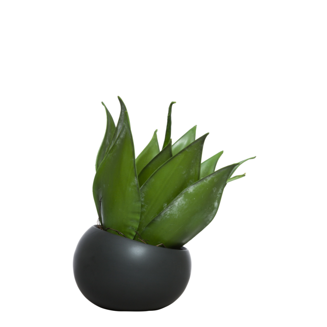 Aloe