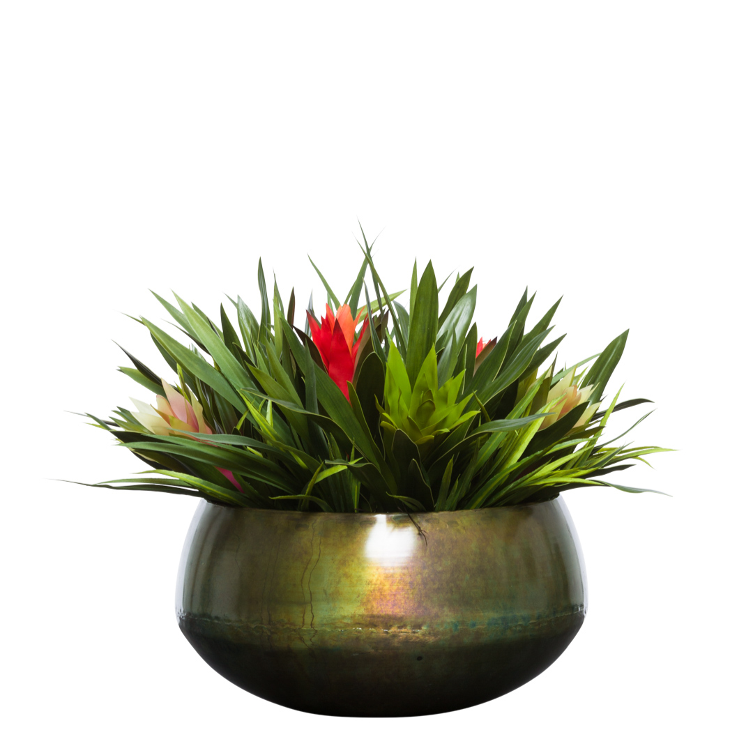Bromeliads Mix