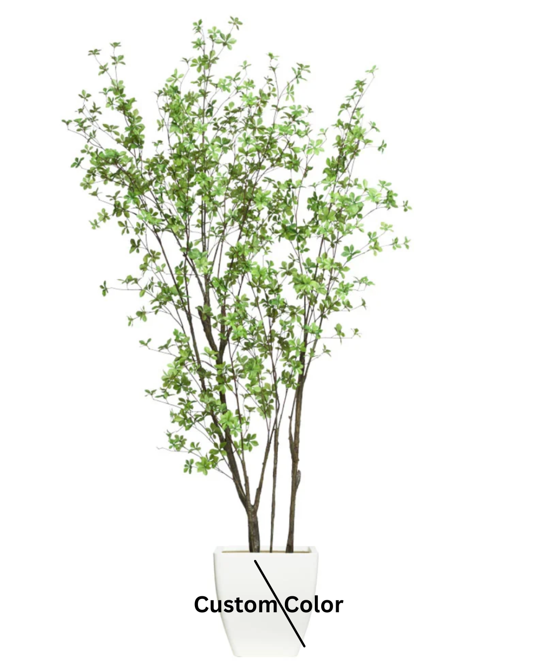 Birch Asian