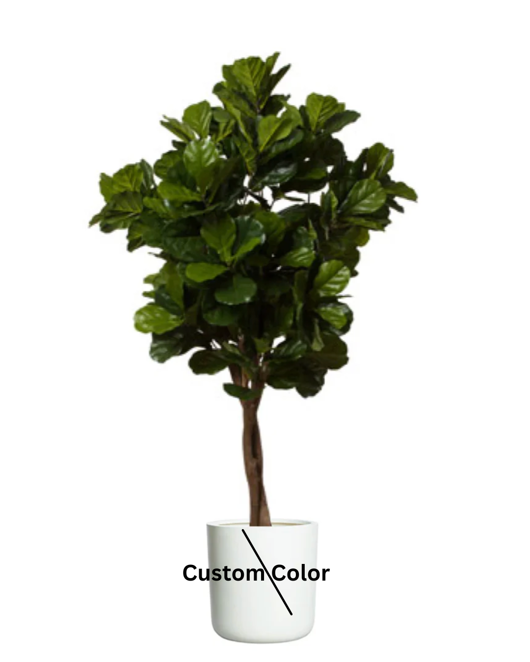 Fig Fiddle Tree
