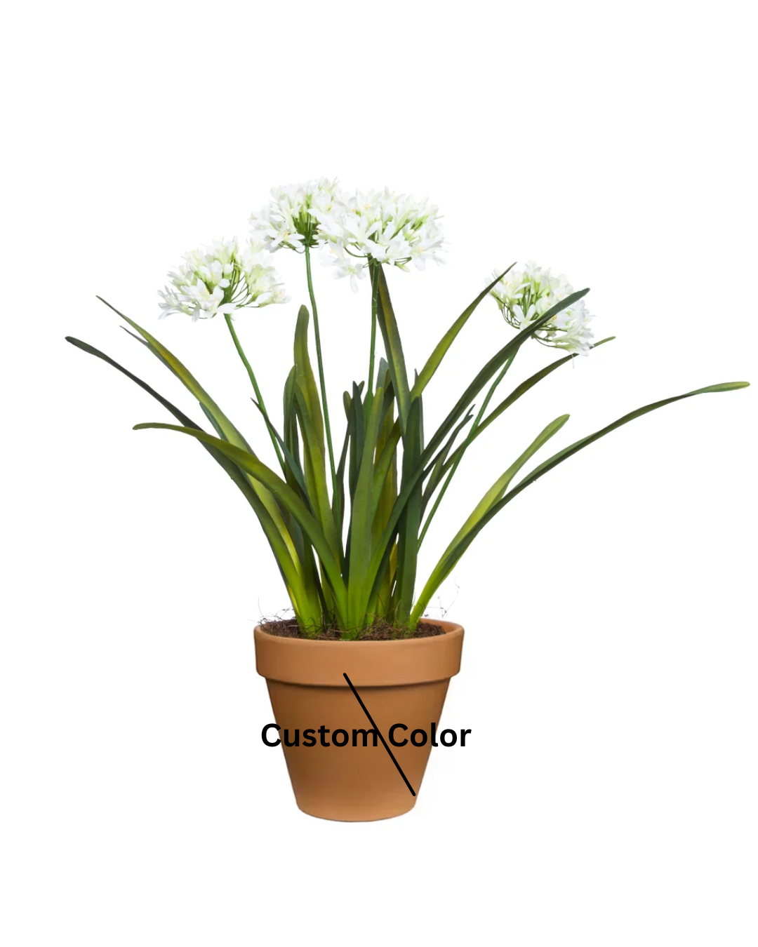 Agapanthus