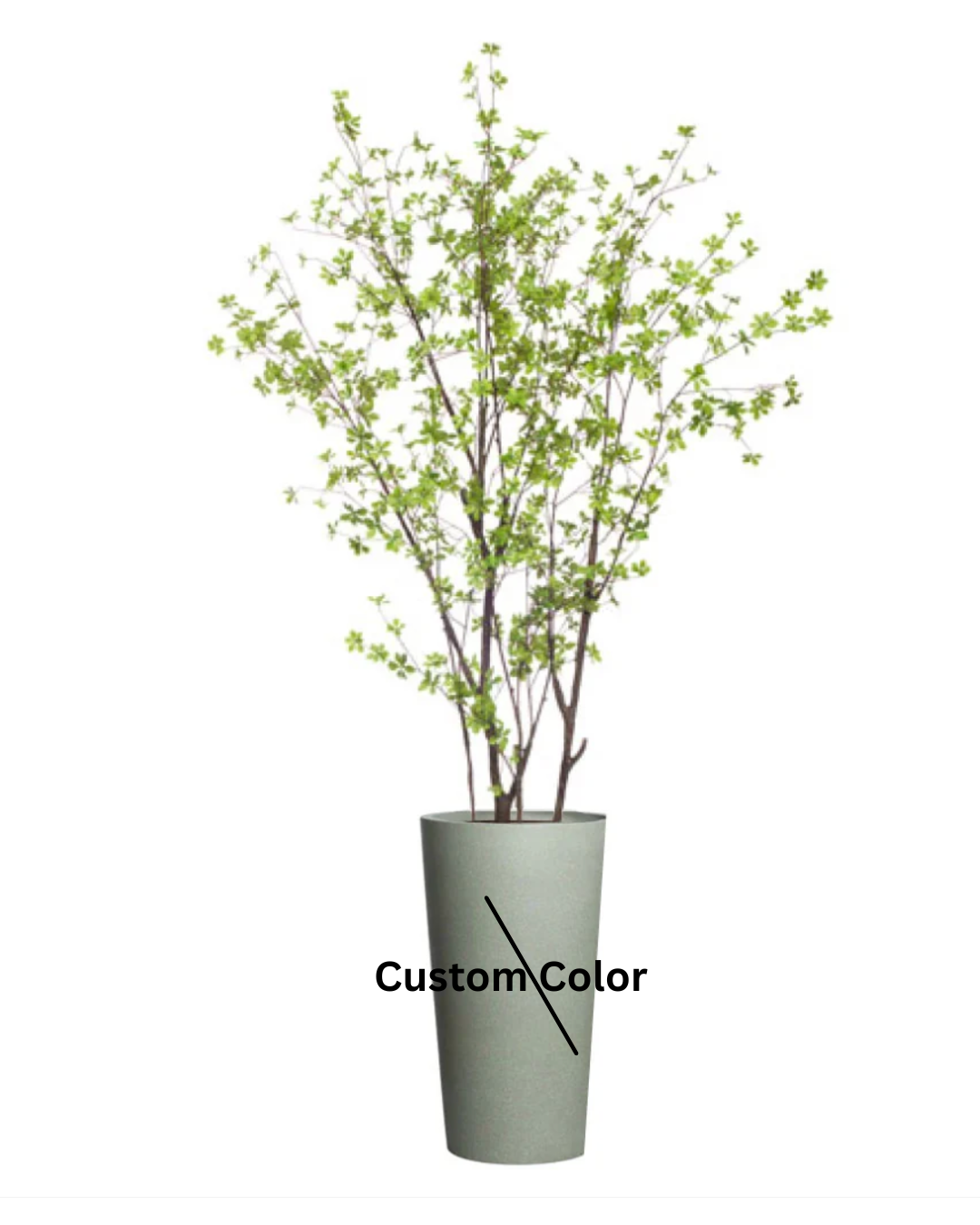 Birch Asian