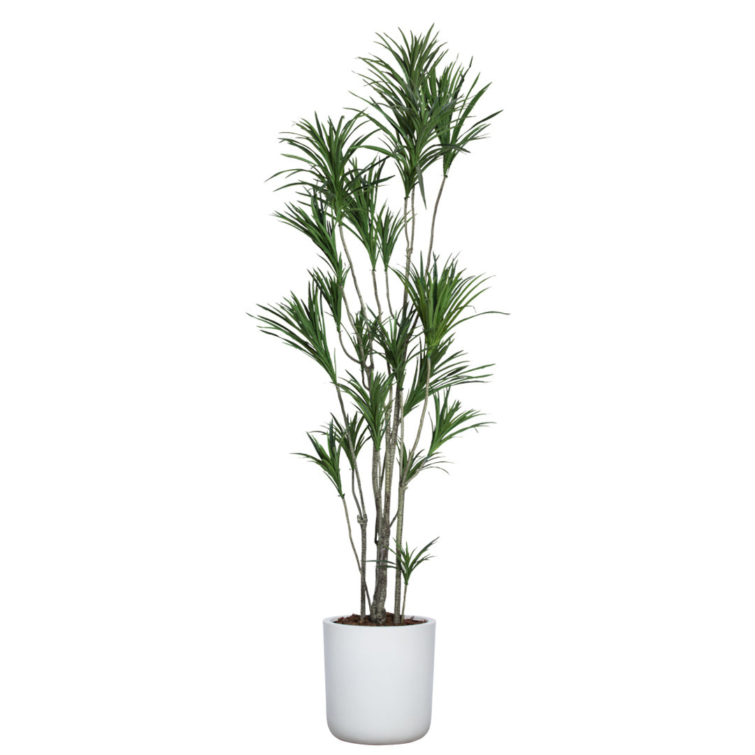 dracaena silk plant Dracaena – Lux Art Silks