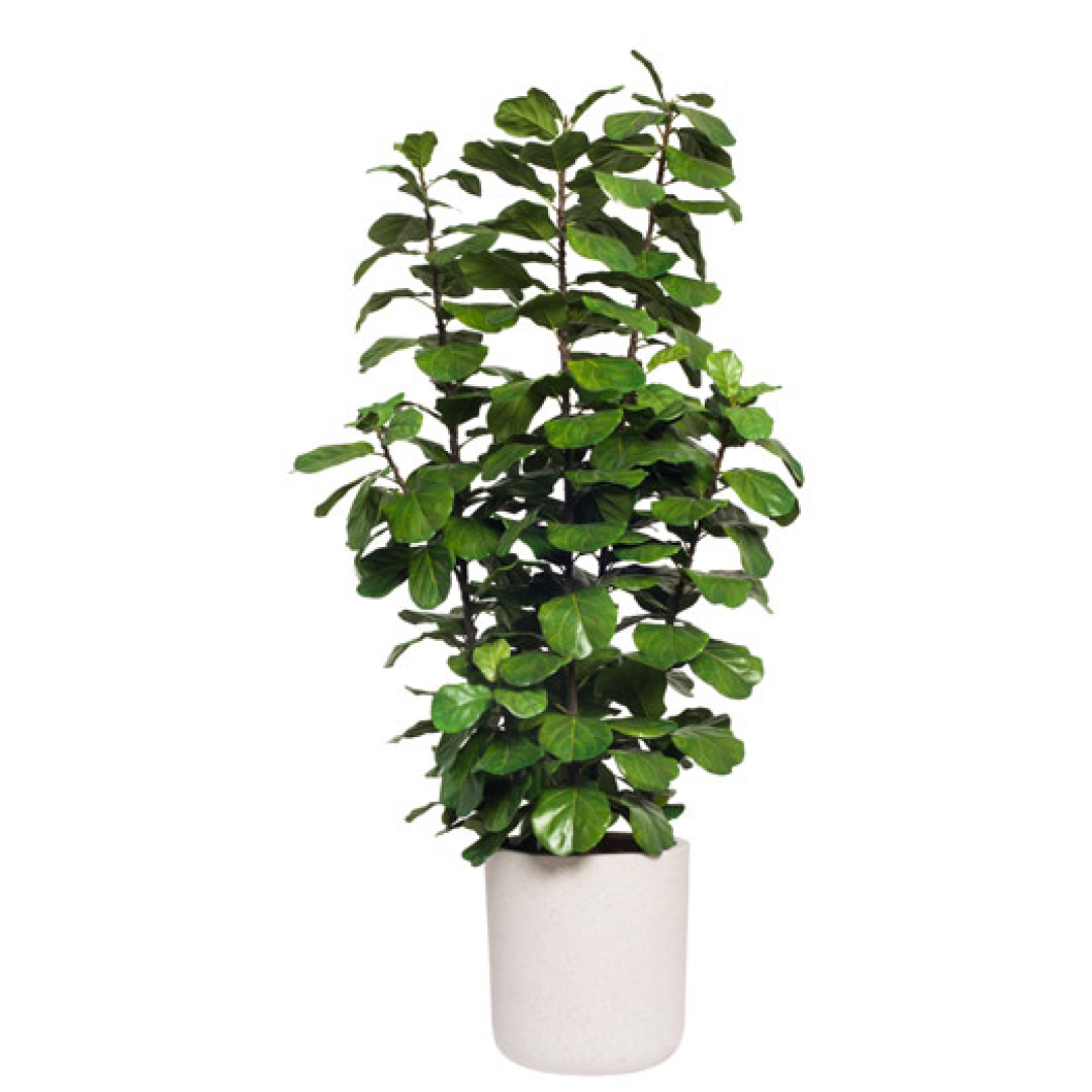 fiddle leaf fig lux Fig Fiddle Deluxe – Lux Art Silks