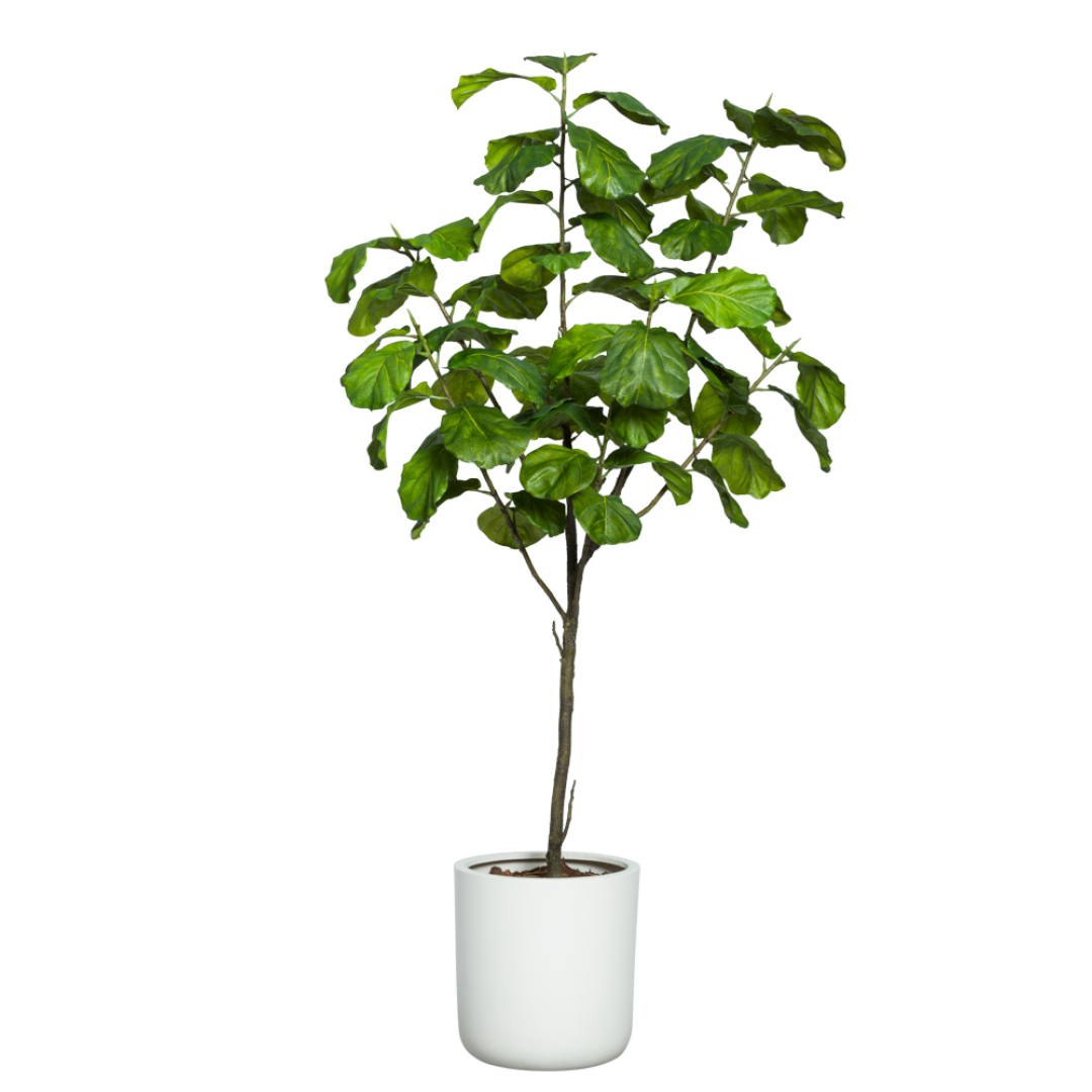 fiddle leaf fig tree png Fig Fiddle Tree – Lux Art Silks