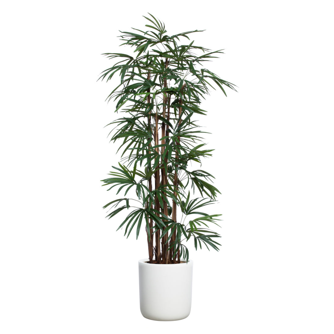 lady palm plant price Palm Lady Finger – Lux Art Silks