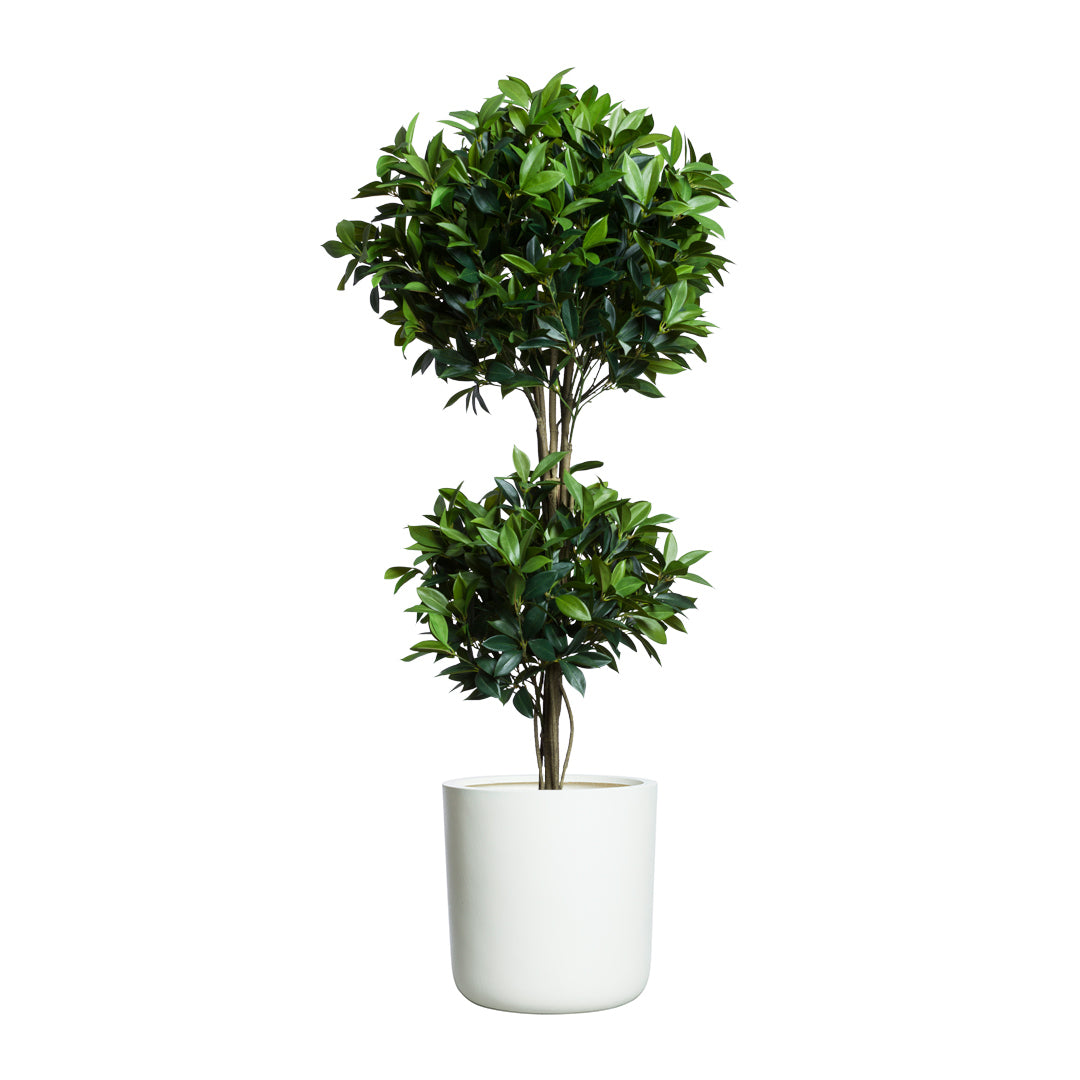 Bay Leaf Topiary DB