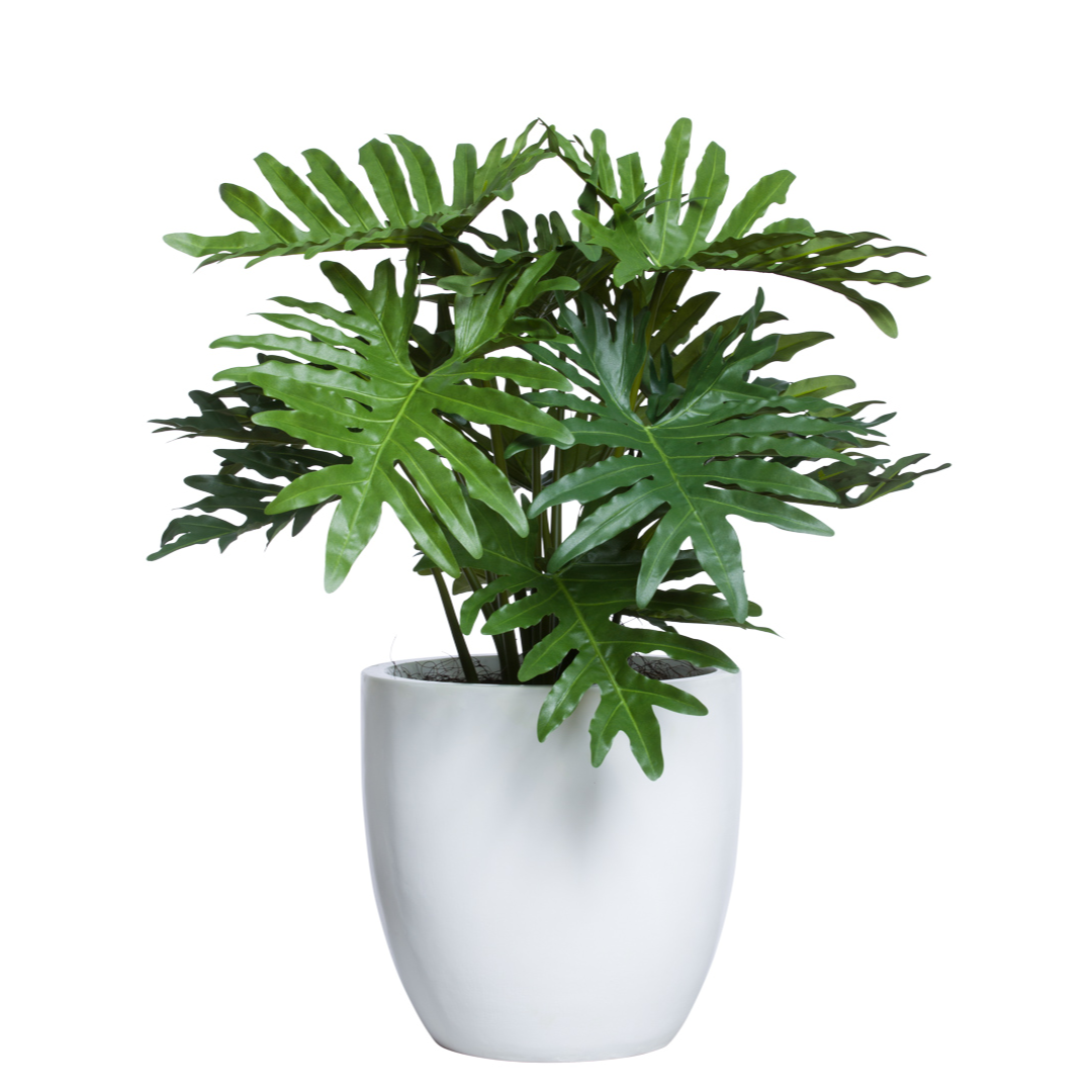 philodendron salome Philodendron Selloum UV – Lux Art Silks