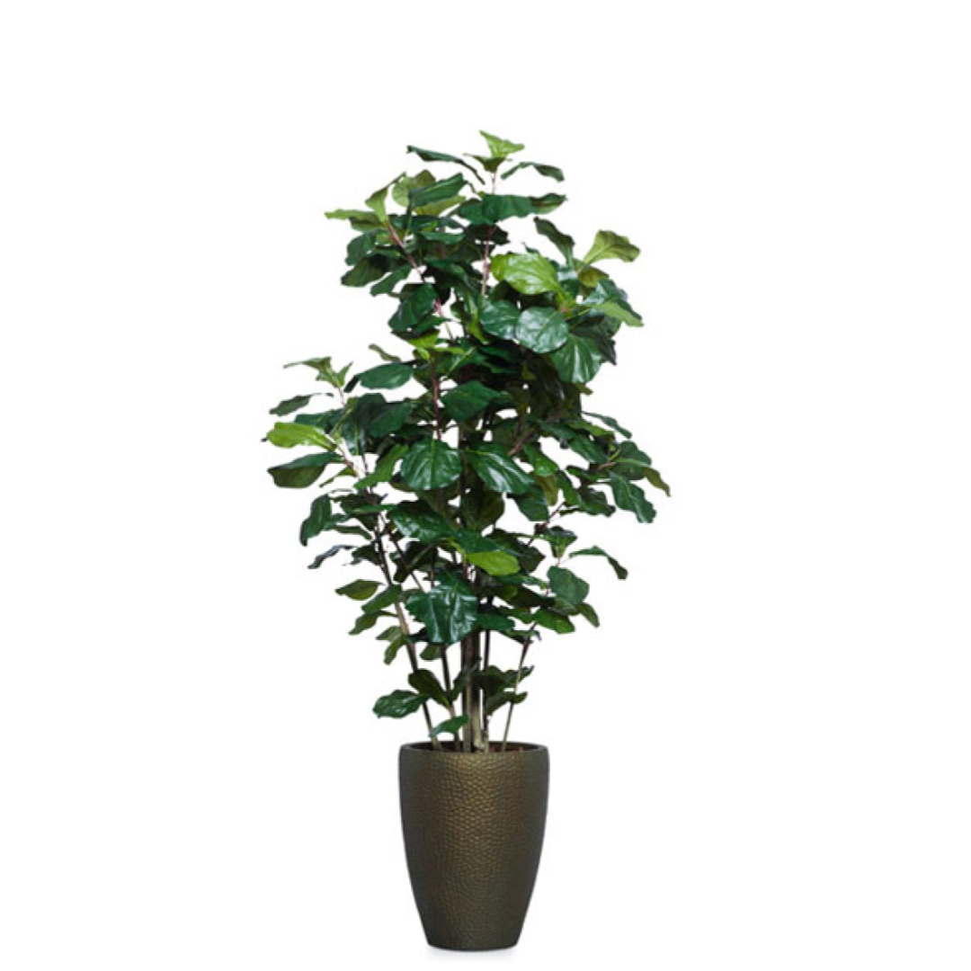 realistic fiddle leaf fig Fig Fiddle DP BZ 6.5' – Lux Art Silks