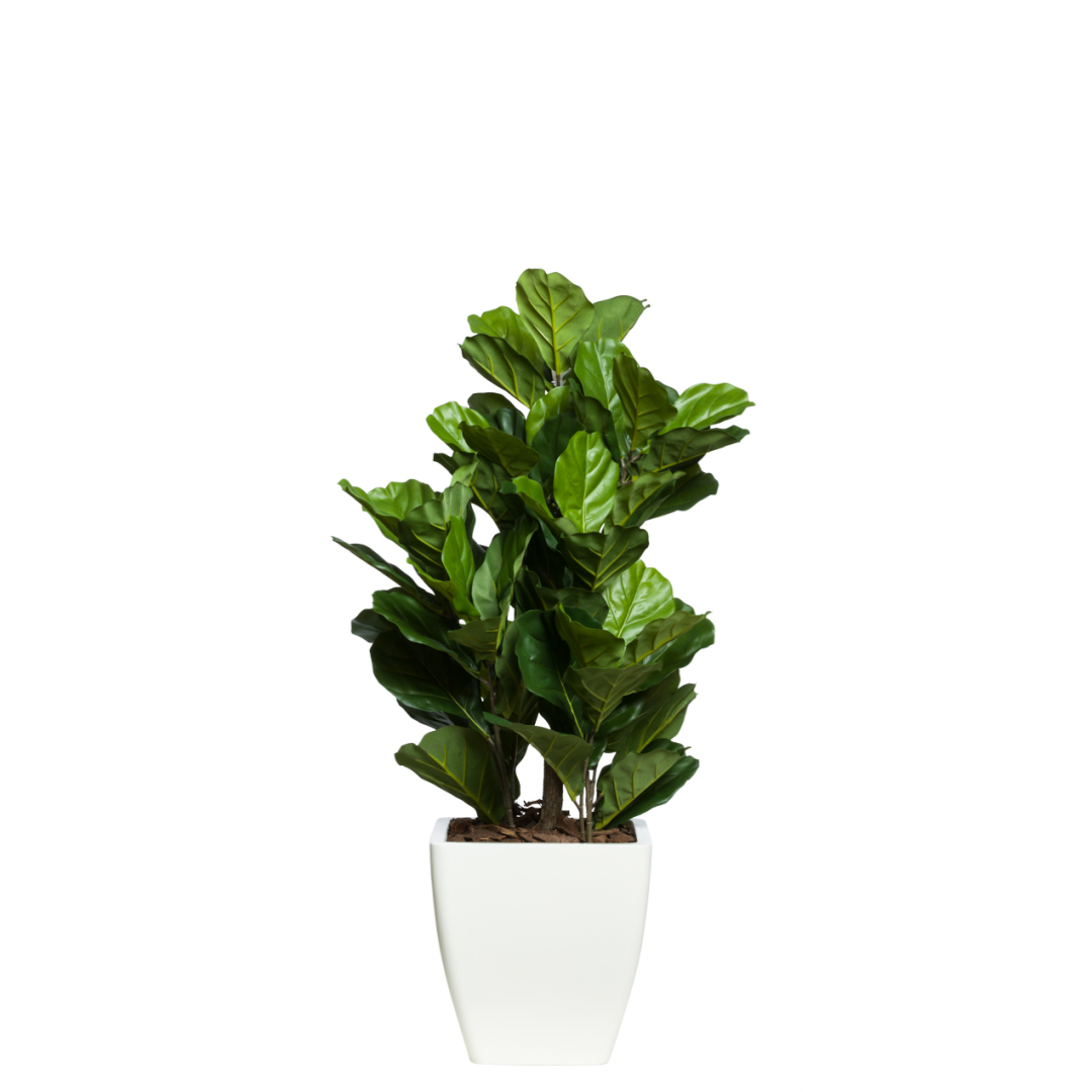 fiddle leaf fig planter Fig Fiddle – Lux Art Silks