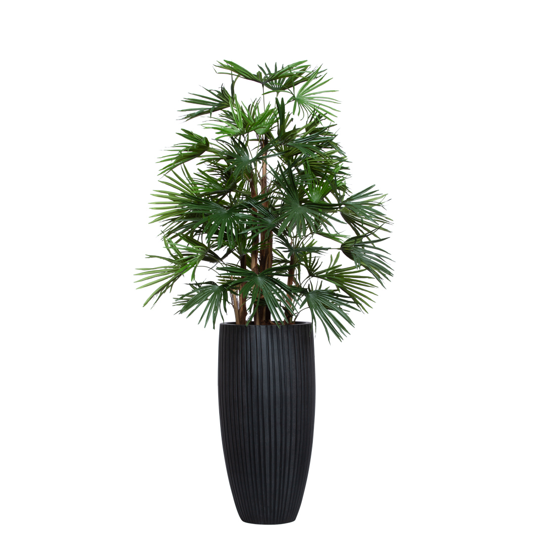 Palm Raphis UV
