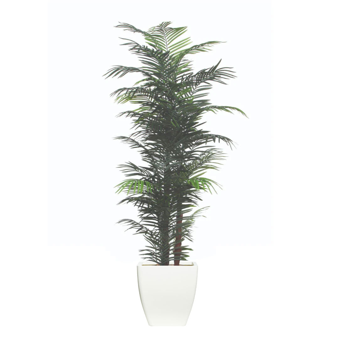 Palm Areca