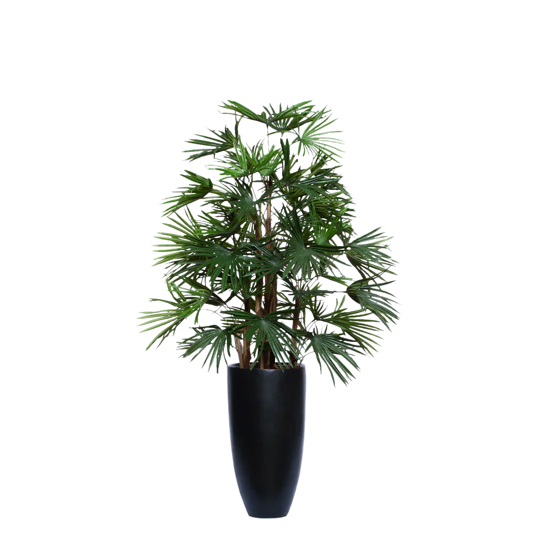 Palm Raphis UV