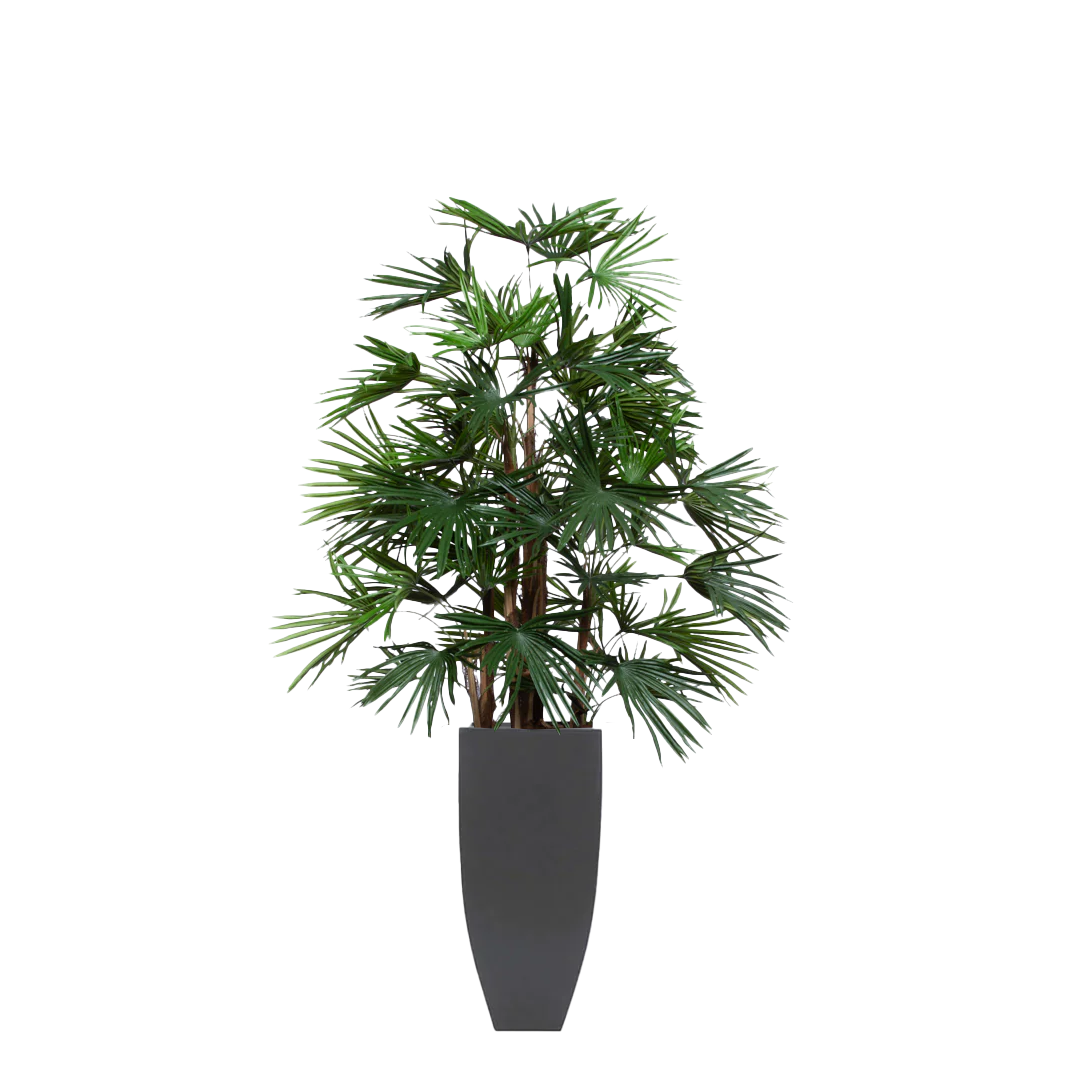 Palm Raphis UV