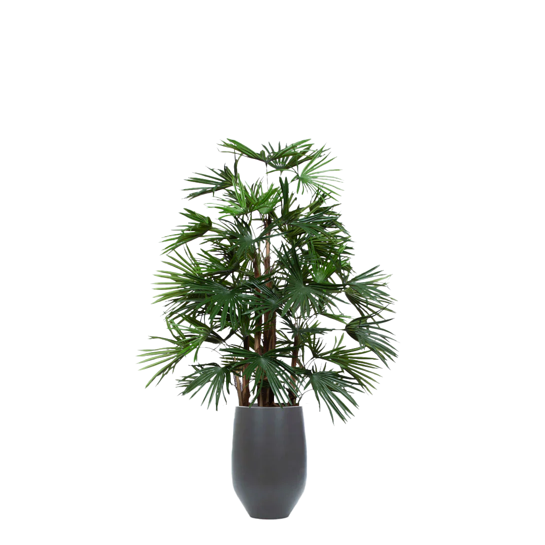 Palm Raphis UV