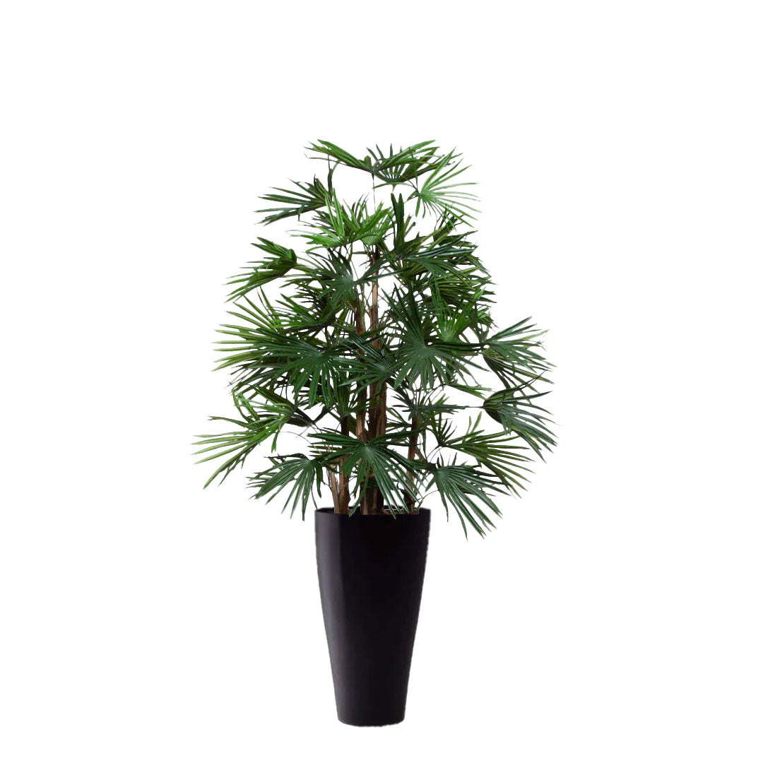 Palm Raphis UV