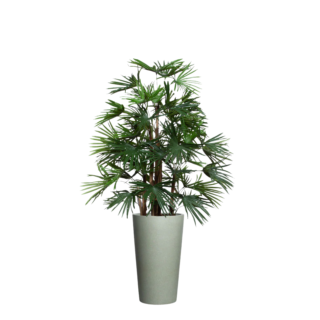 Palm Raphis UV