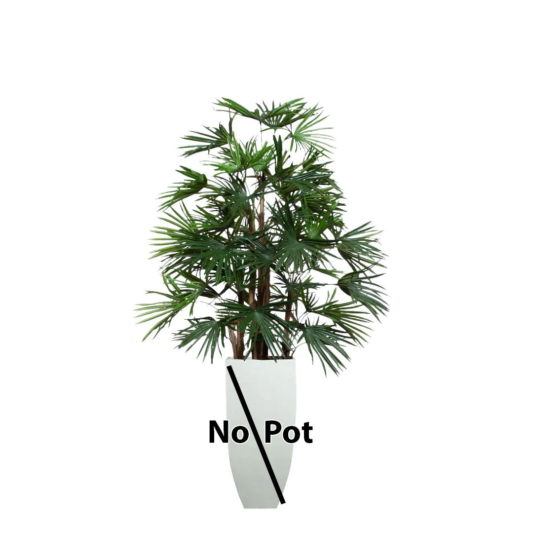 Palm Raphis UV