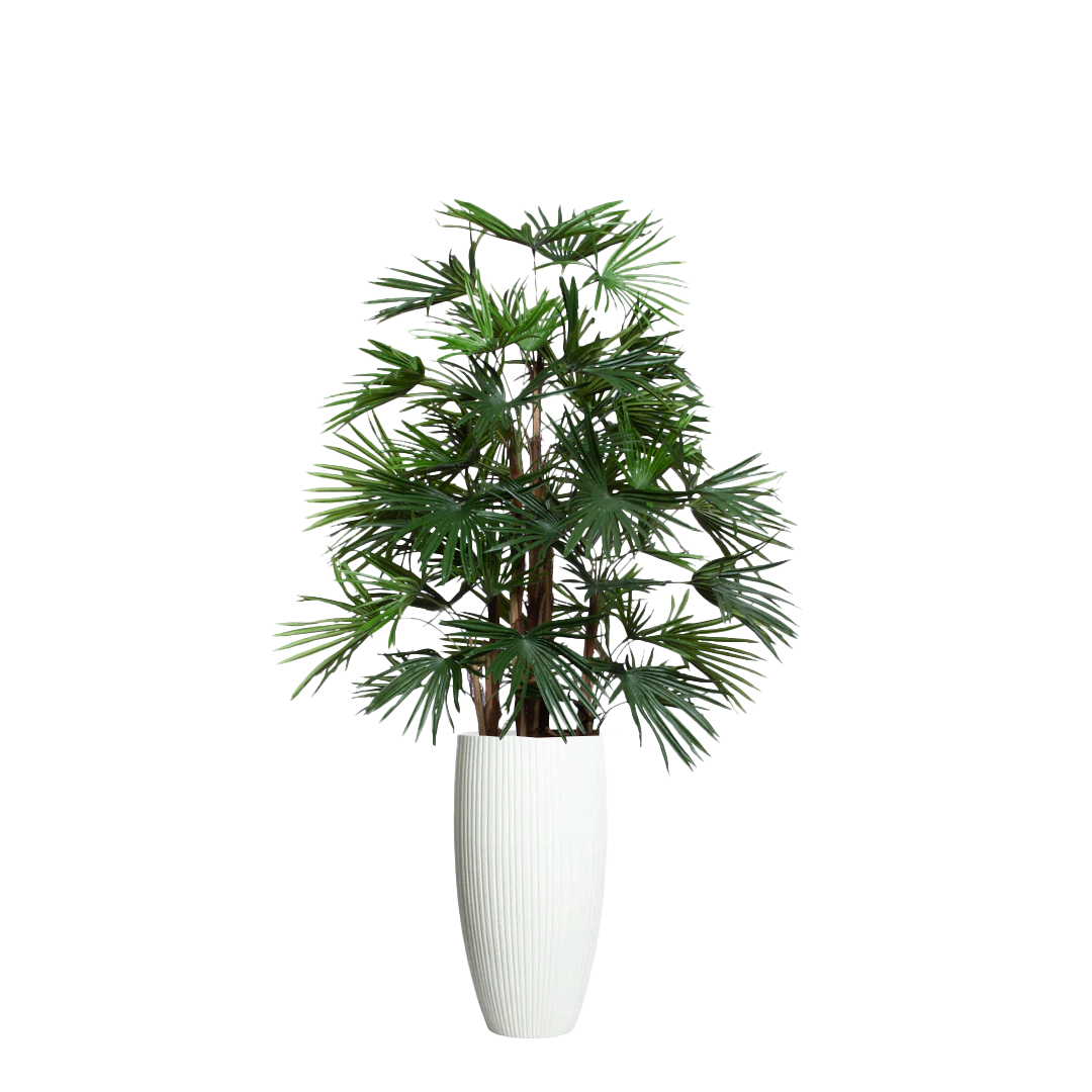 Palm Raphis UV