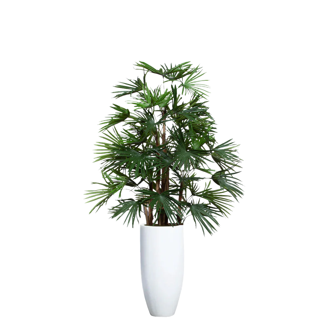 Palm Raphis UV