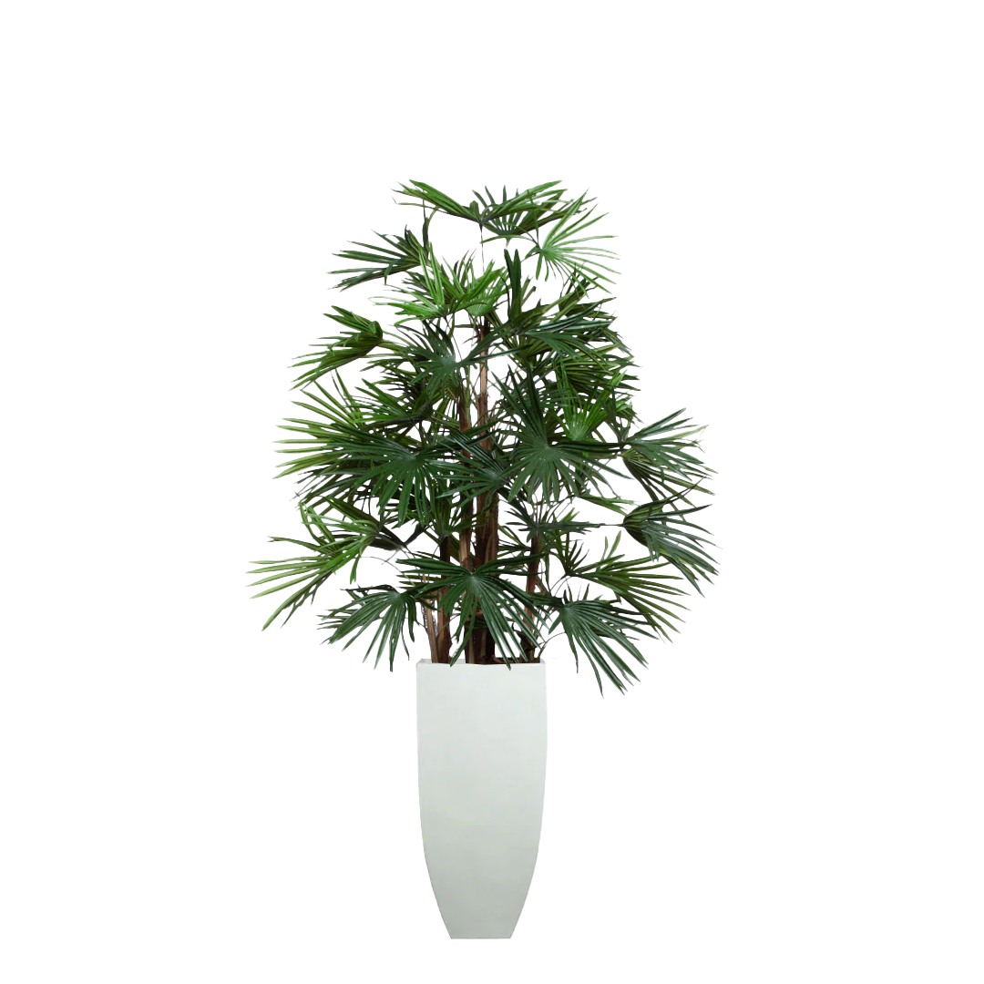 Palm Raphis UV