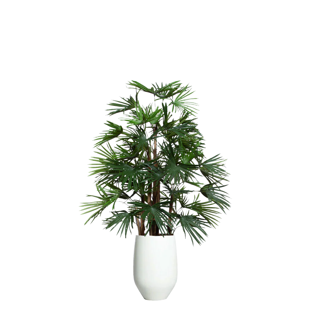 Palm Raphis UV