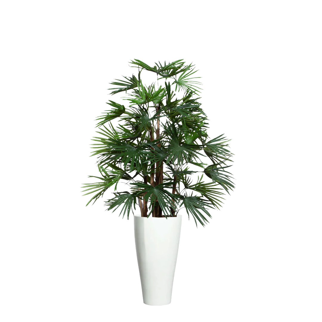 Palm Raphis UV