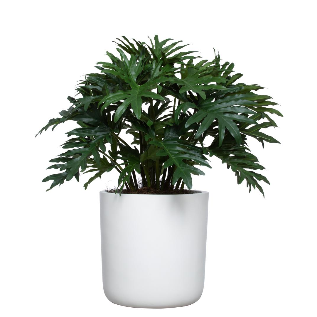 philodendron selloum png Philodendron Selloum UV – Lux Art Silks