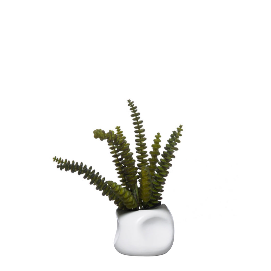 Succulent