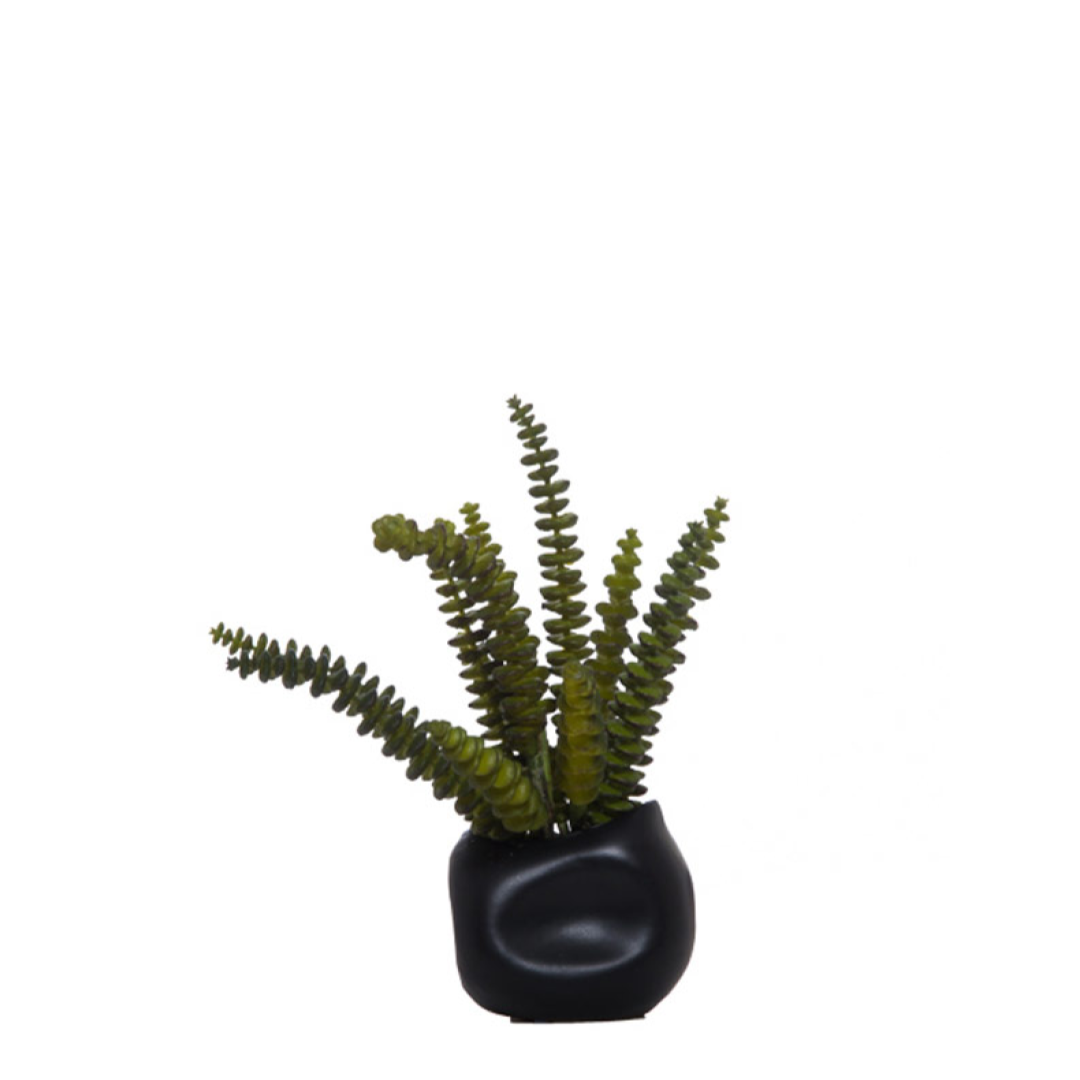 Succulent
