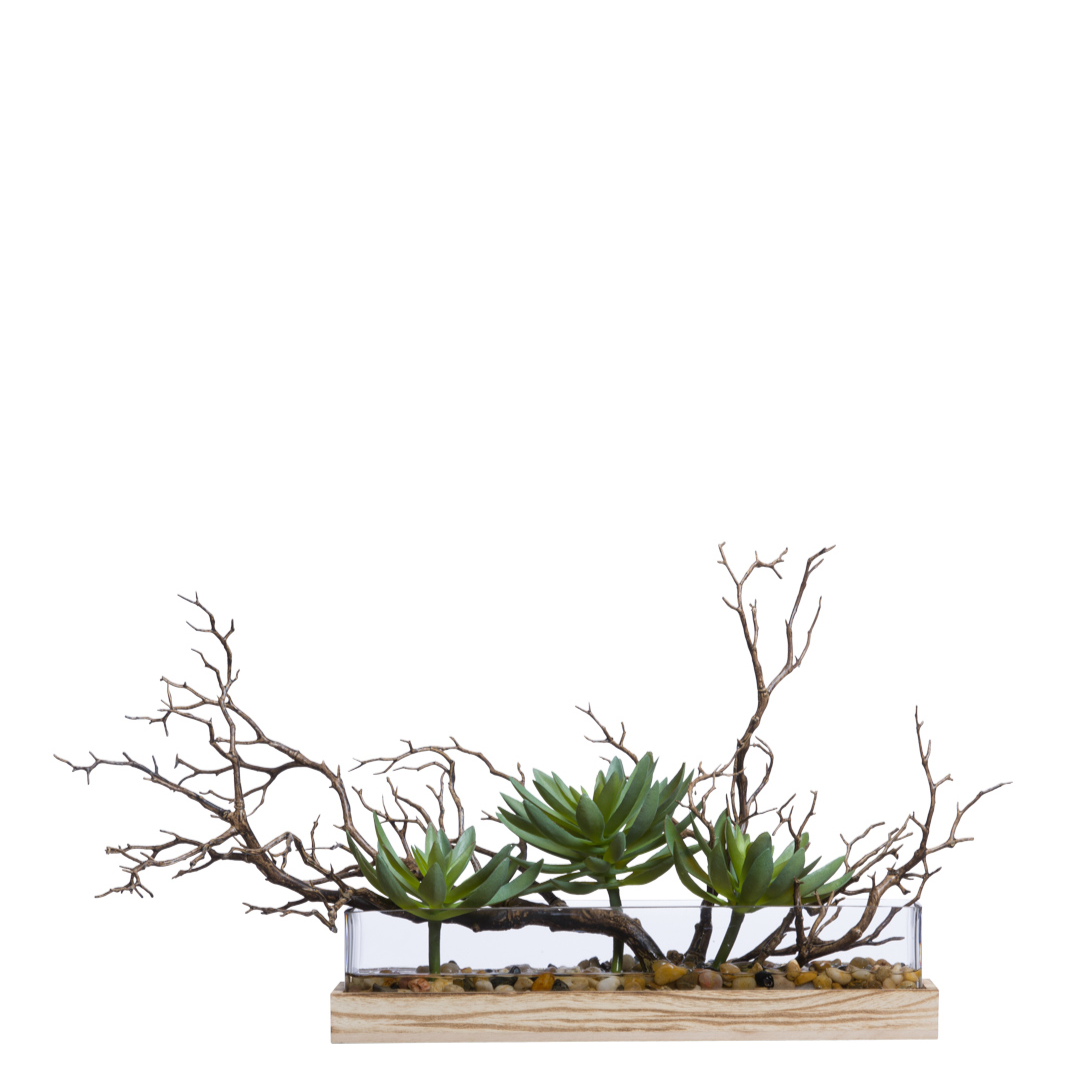 Succulent/Manzanita