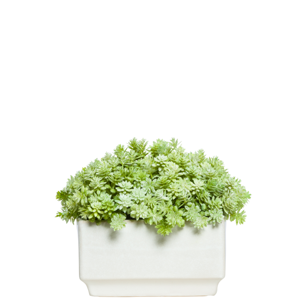 Sedum