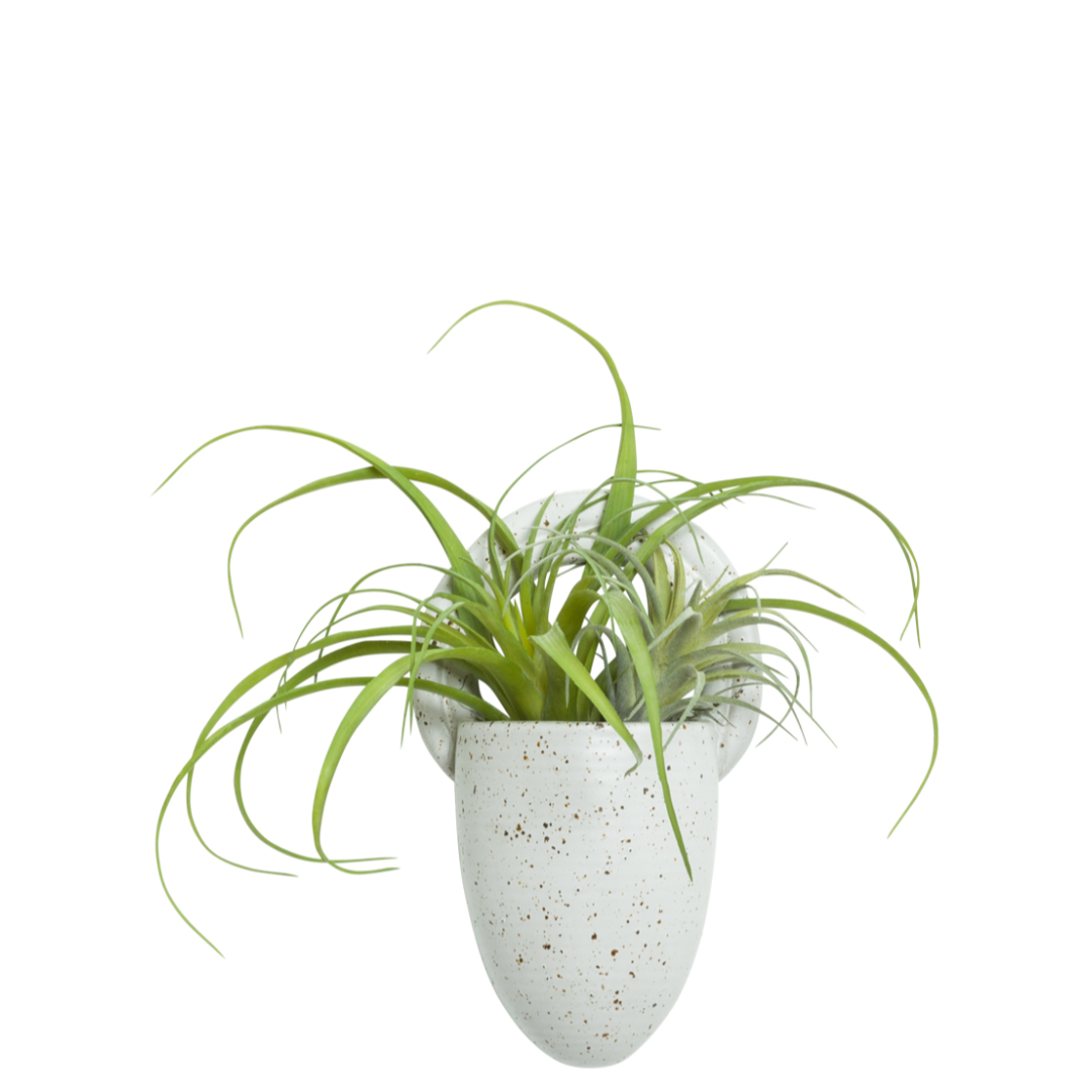 air plants wall decor Tillandsia Wall – Lux Art Silks