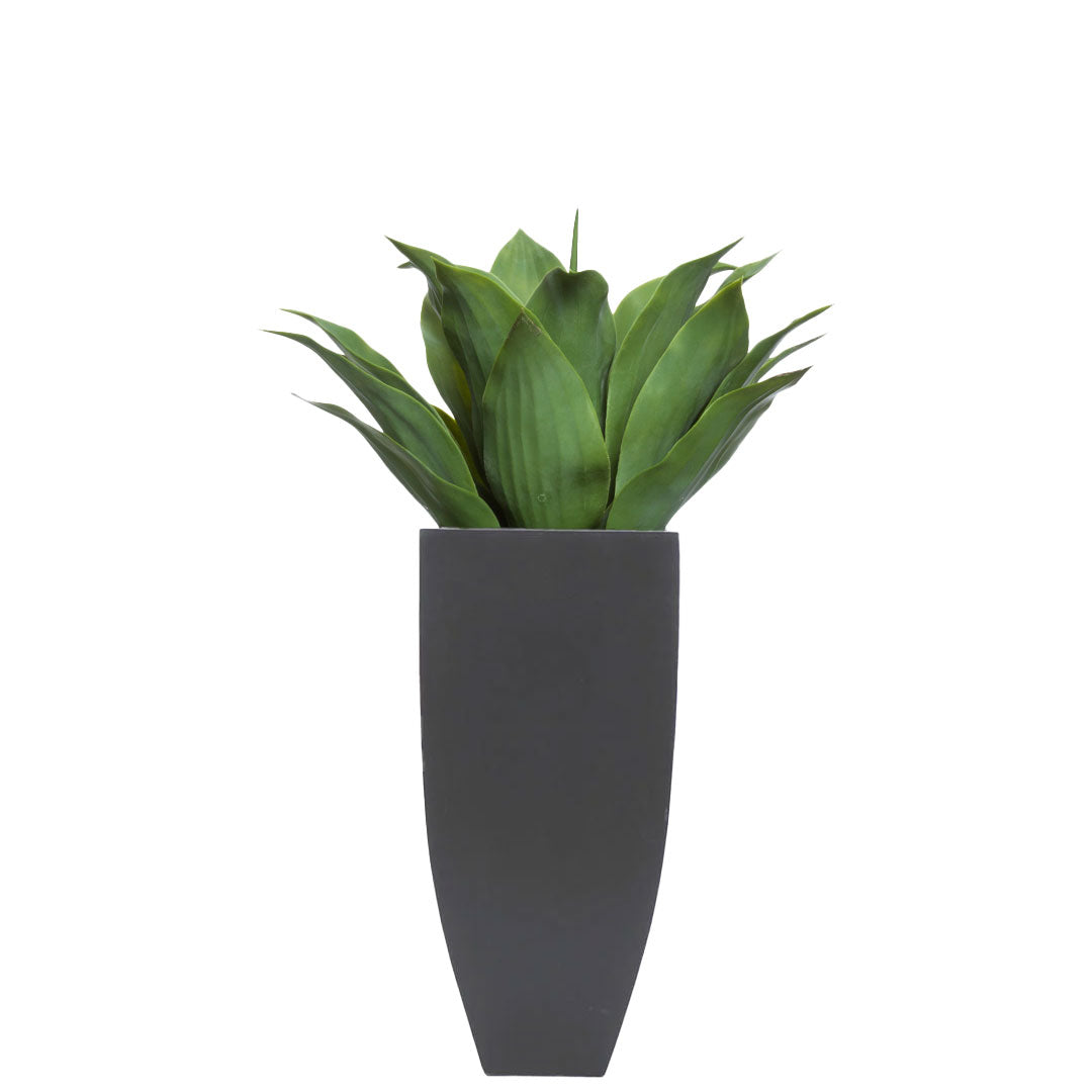 Agave