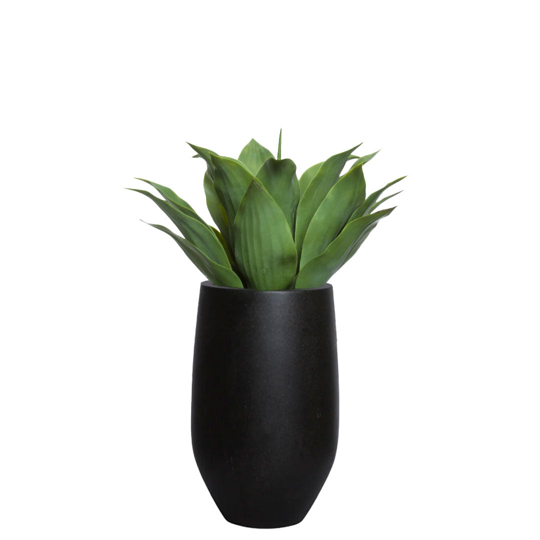 Agave