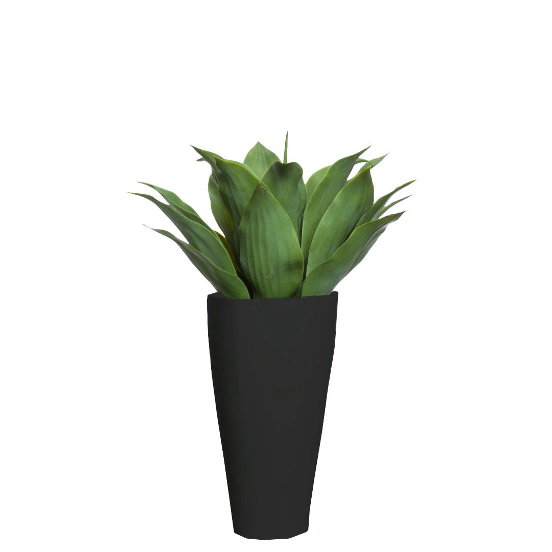 Agave