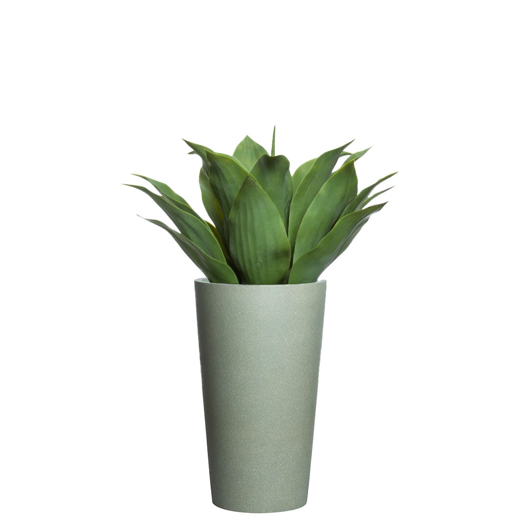 Agave