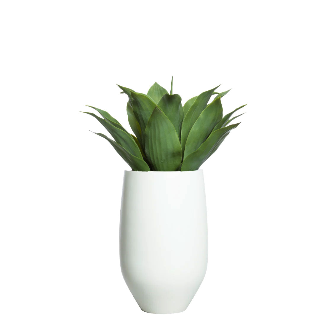 Agave