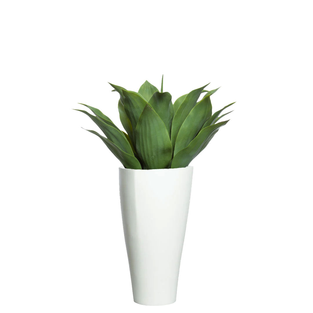 Agave