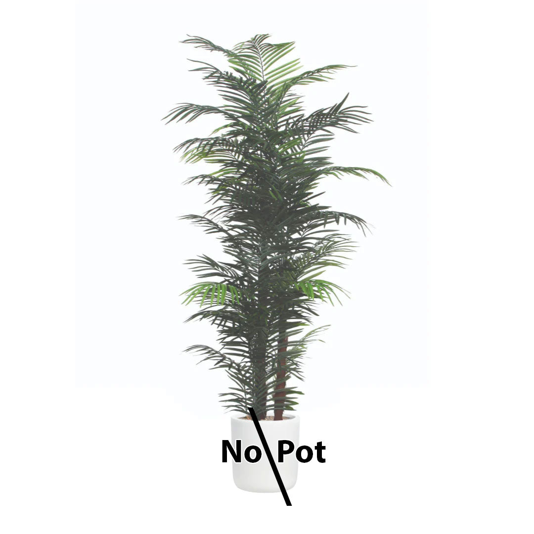 Palm Areca
