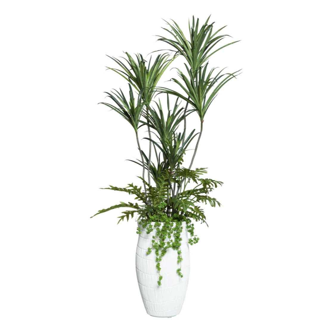 Dracaena Mix