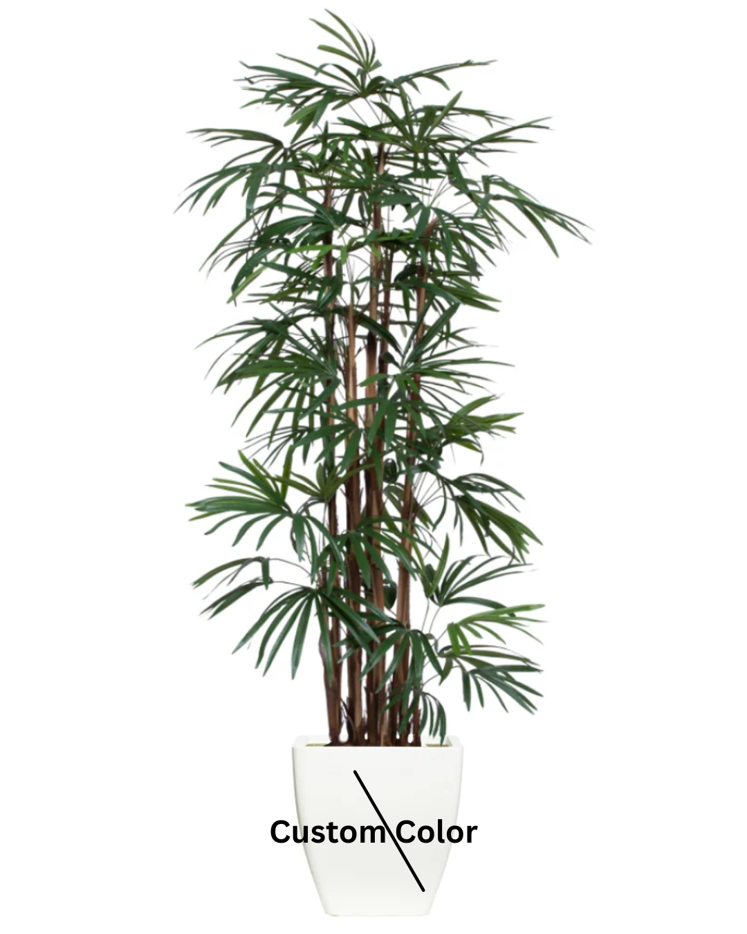 Palm Lady Finger