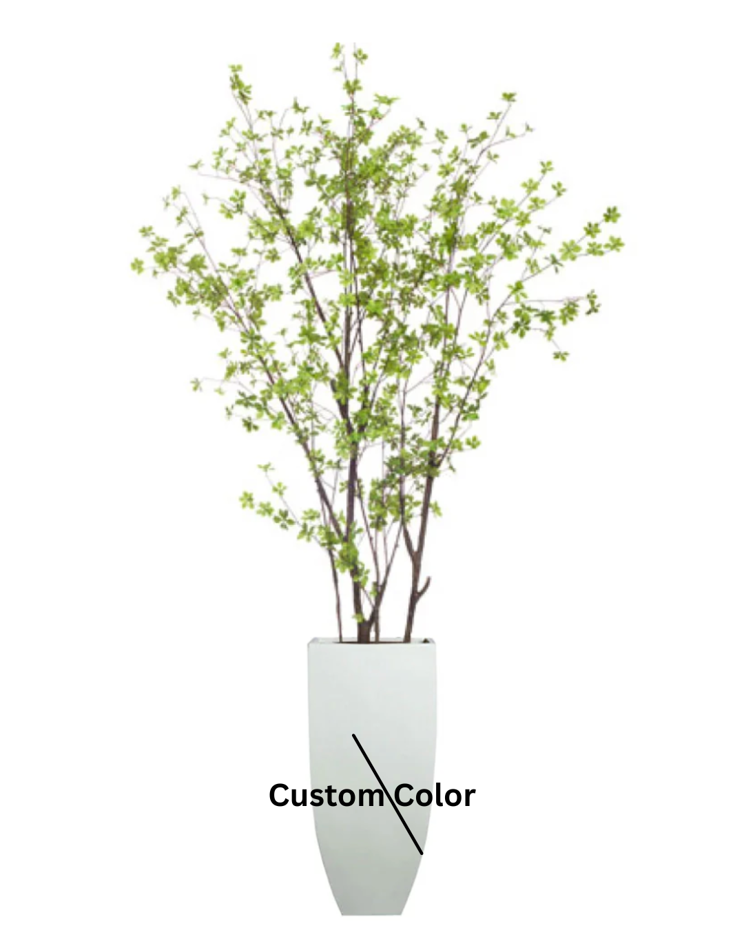 Birch Asian