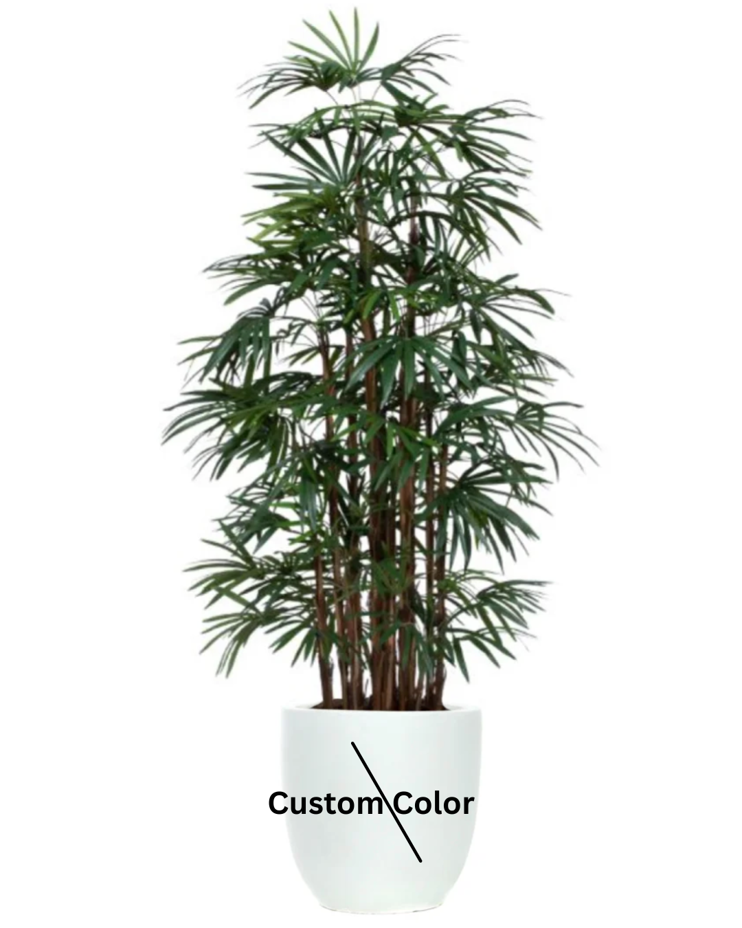 Palm Lady Finger Deluxe