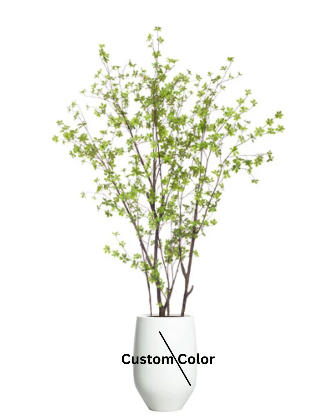 Birch Asian